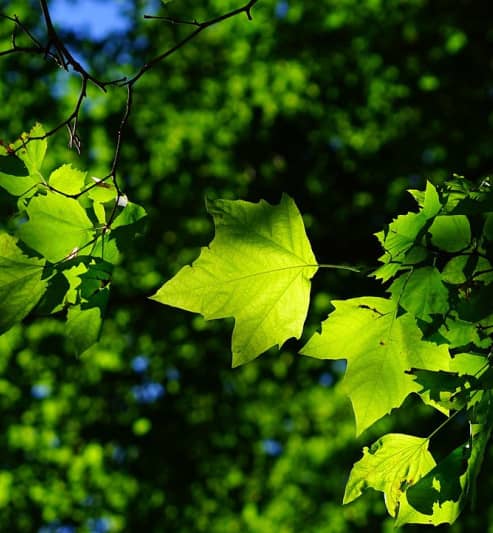 Snoei van bomen in stadstuin