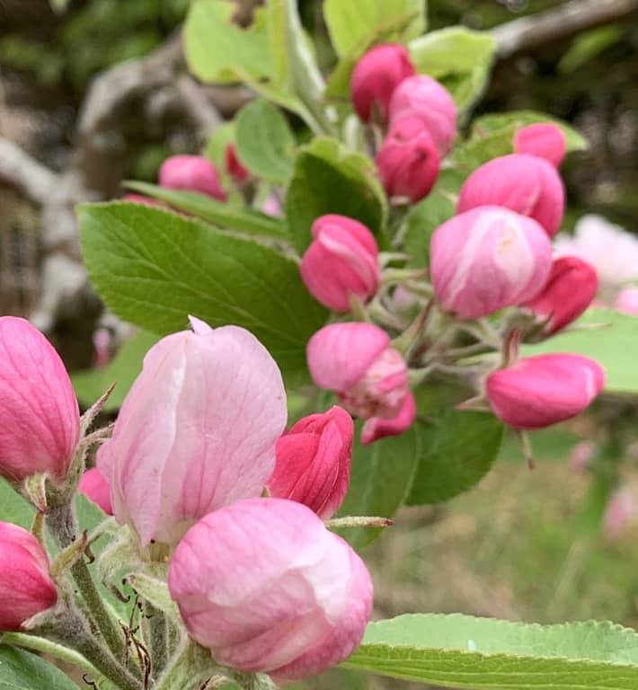 Snoei van fruitbomen regio Amsterdam, Noord-Holland